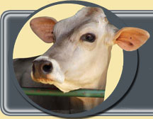 Suiwel Swiss SA Logo