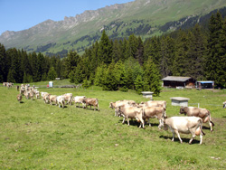 Suiwel Swiss In Veld